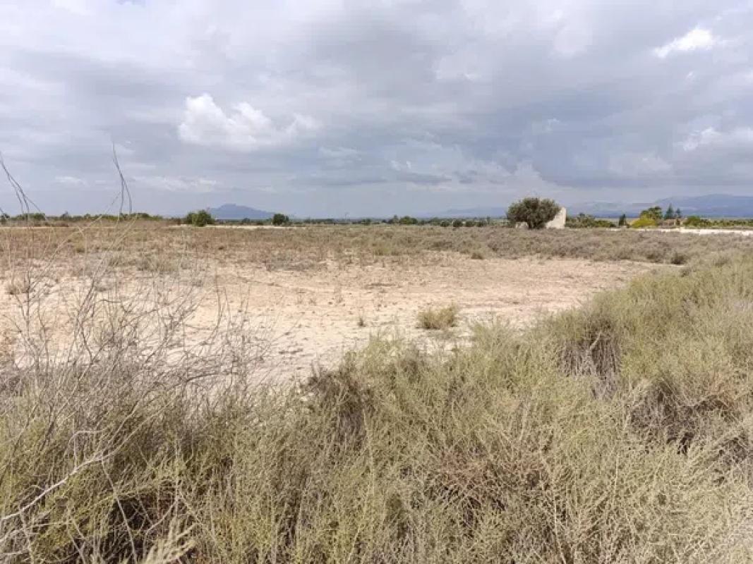 Działka na sprzedaż w Elche / Elx, Alicante photo 3