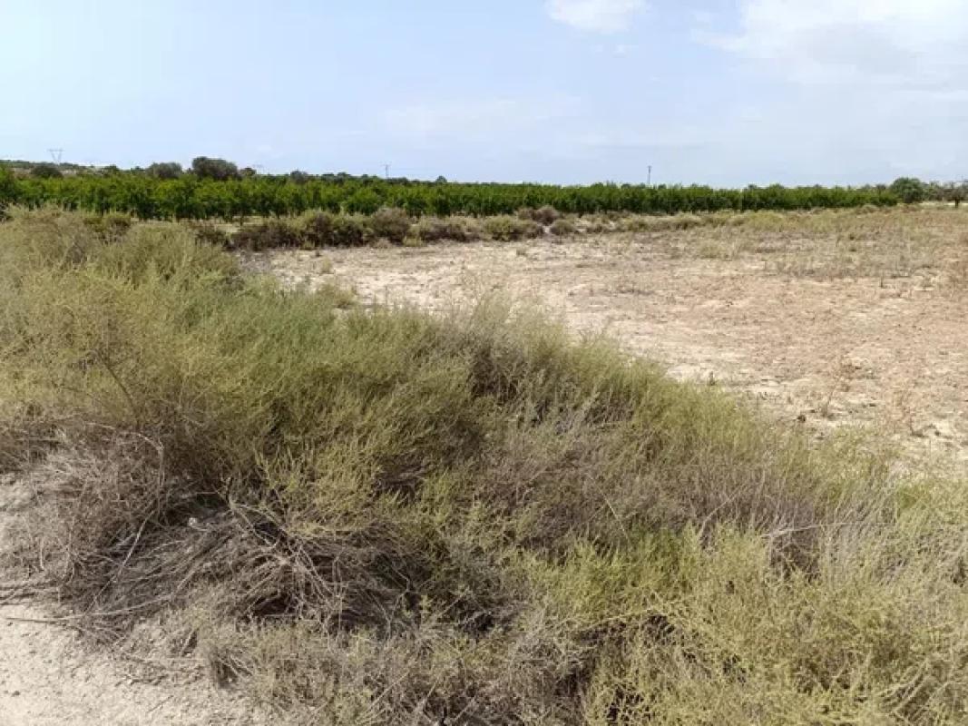 Działka na sprzedaż w Elche / Elx, Alicante photo 4