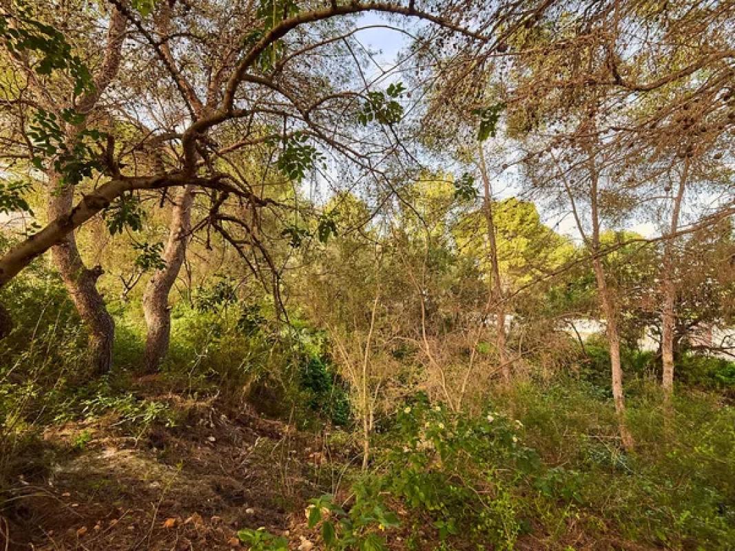 Działka na sprzedaż w Dénia, Alicante photo 4