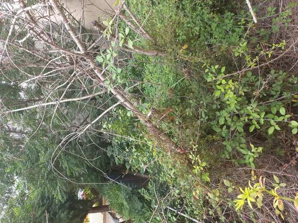 Terreno en calle Benigembla thumbnail 1