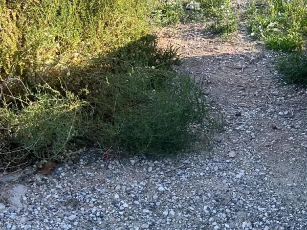 Terreno en venta en Elche / Elx, Alicante photo 1