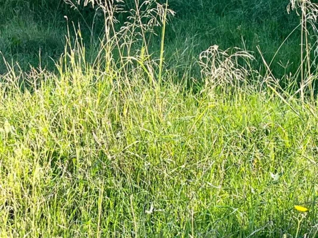 Terreno en venta en Elche / Elx, Alicante photo 2