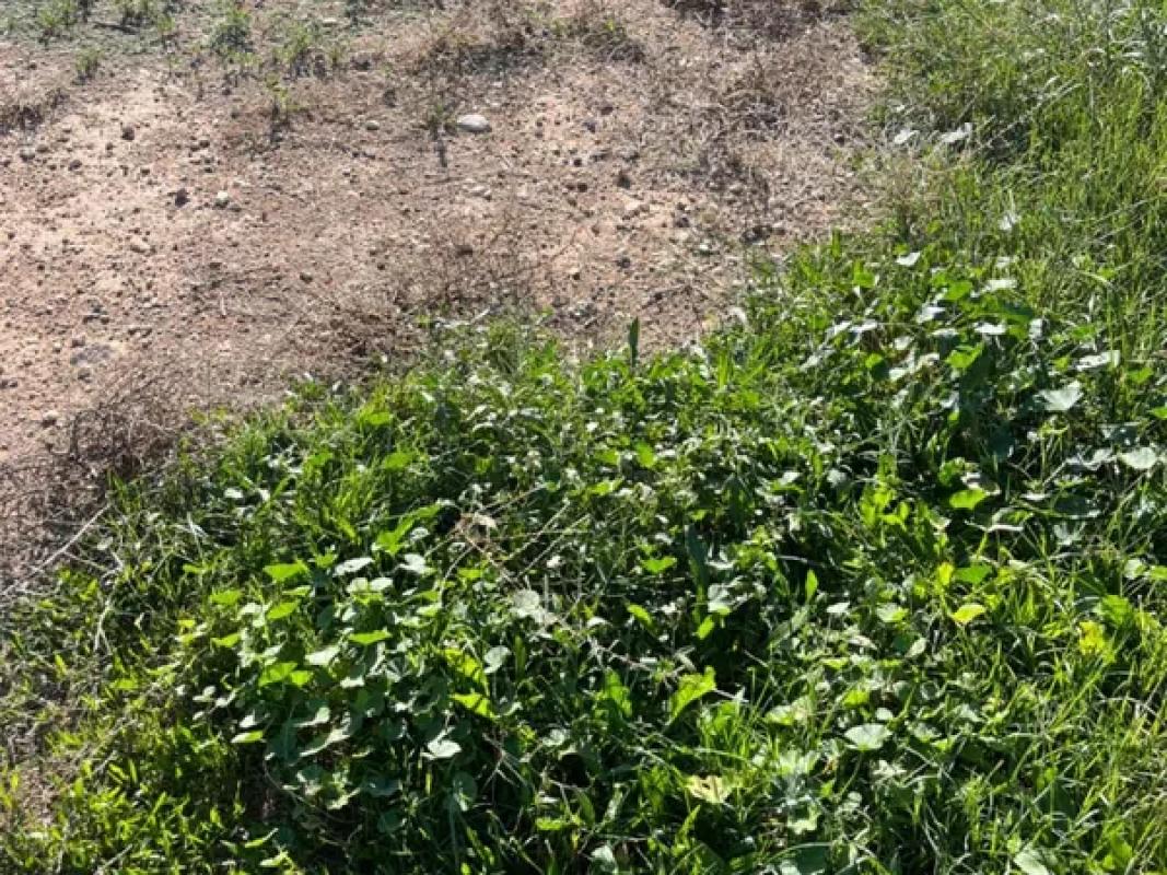 Terreno en venta en Elche / Elx, Alicante photo 4