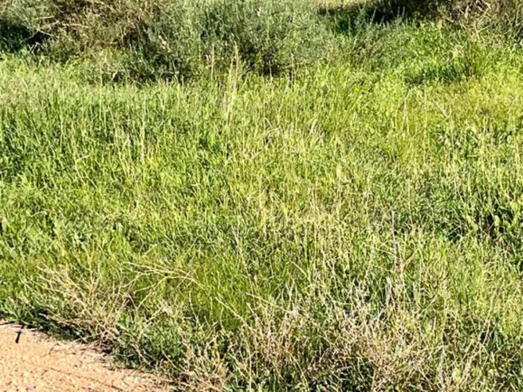 Terreno en venta en Elche / Elx, Alicante photo 5
