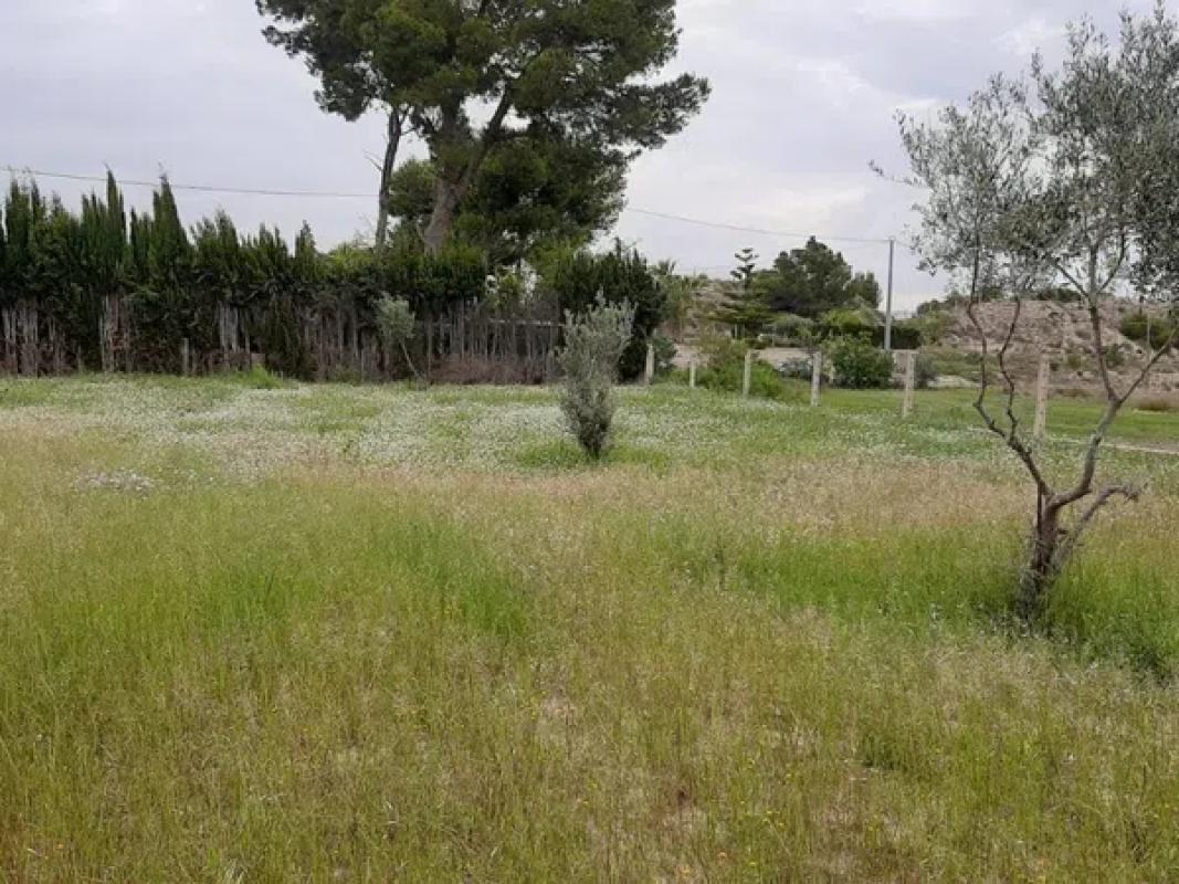 Terreno en venta en Elche / Elx, Alicante photo 5