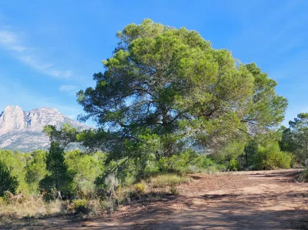 Land for sale in La Villajoyosa / Vila Joiosa, Alicante photo 4