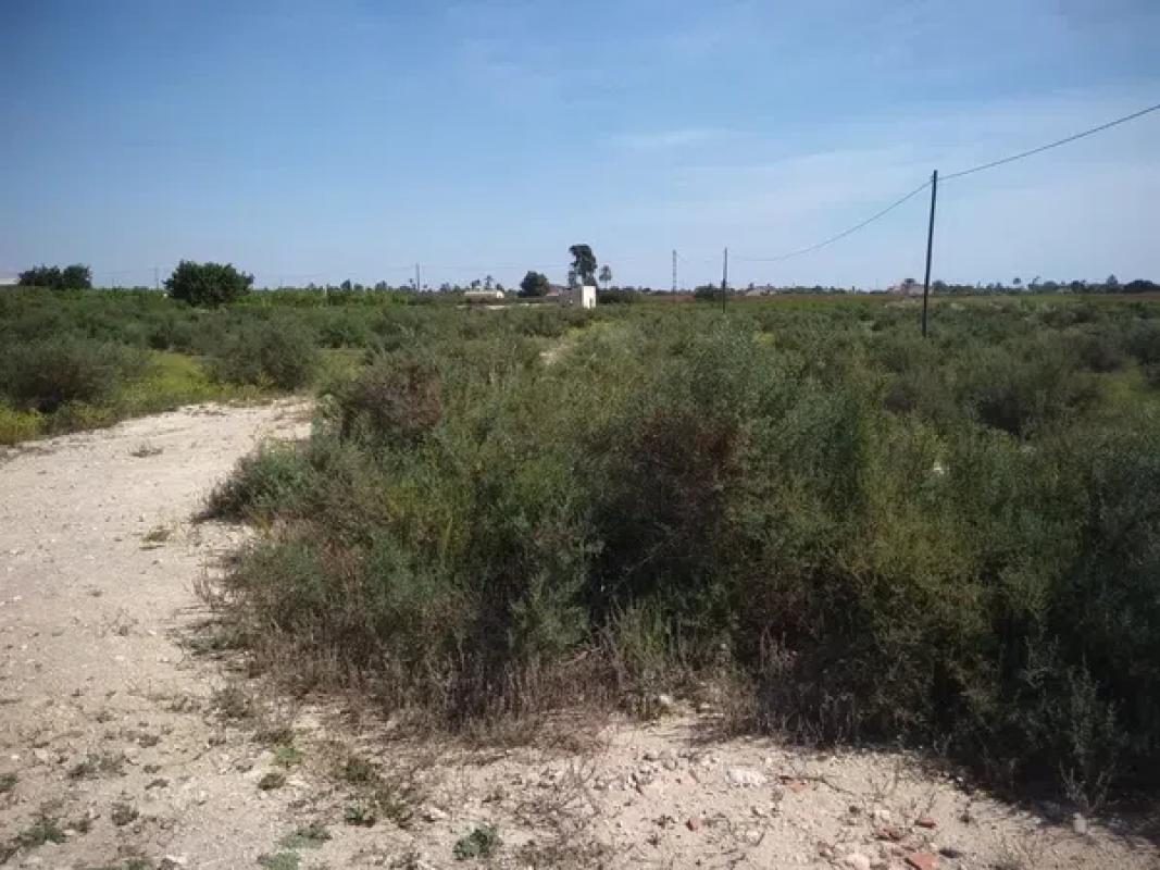 Działka na sprzedaż w Elche / Elx, Alicante photo 4