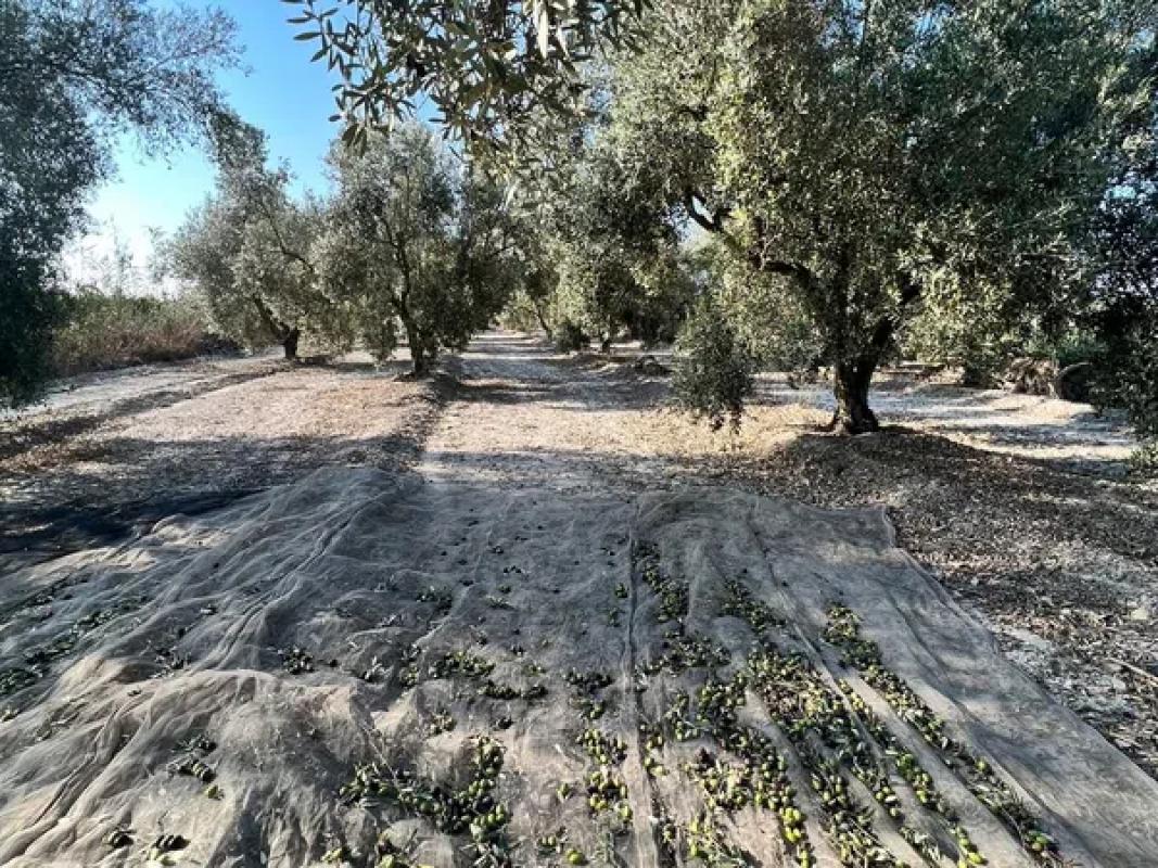Terreno en venta en Elche / Elx, Alicante photo 4