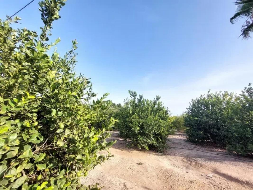 Terreno en venta en Elche / Elx, Alicante photo 4