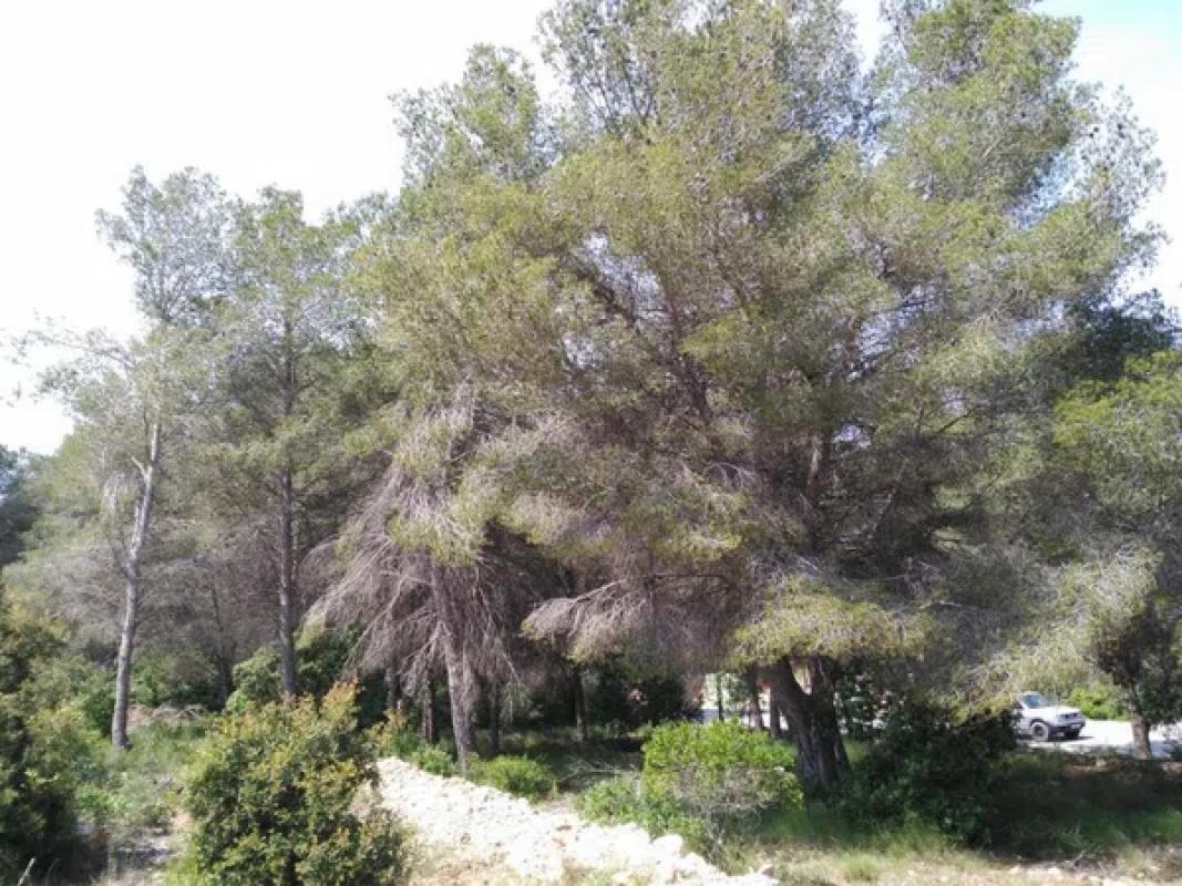 Działka na sprzedaż w Jávea/Xàbia, Alicante photo 2