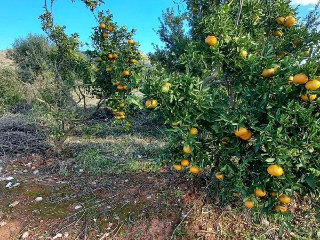 Terreno en venta en Denia, Alicante photo 1