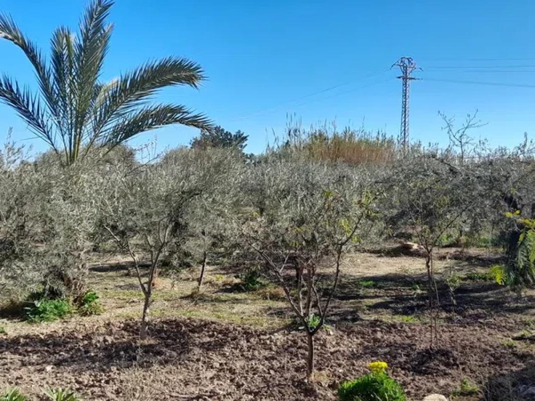 Land for sale in Mutxamel, Alicante photo 2
