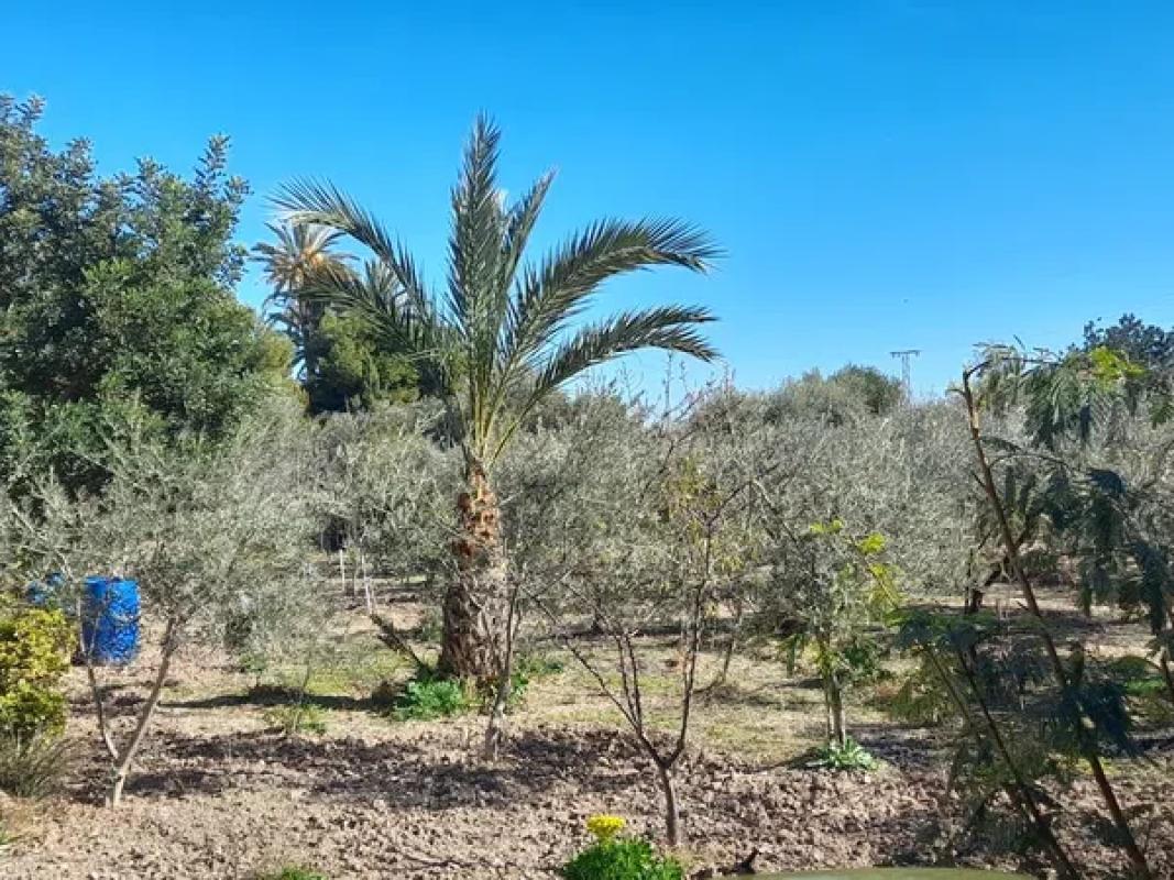 Land for sale in Mutxamel, Alicante photo 4