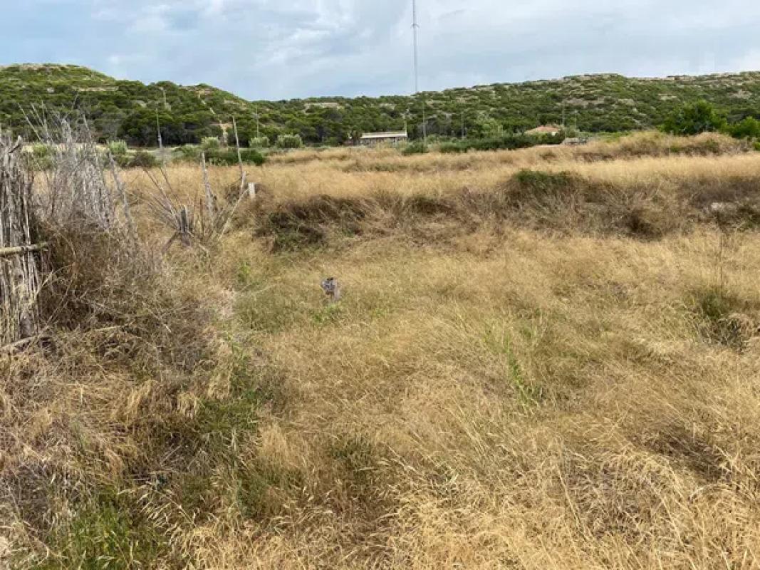 Land for sale in Guardamar del Segura, Alicante photo 4