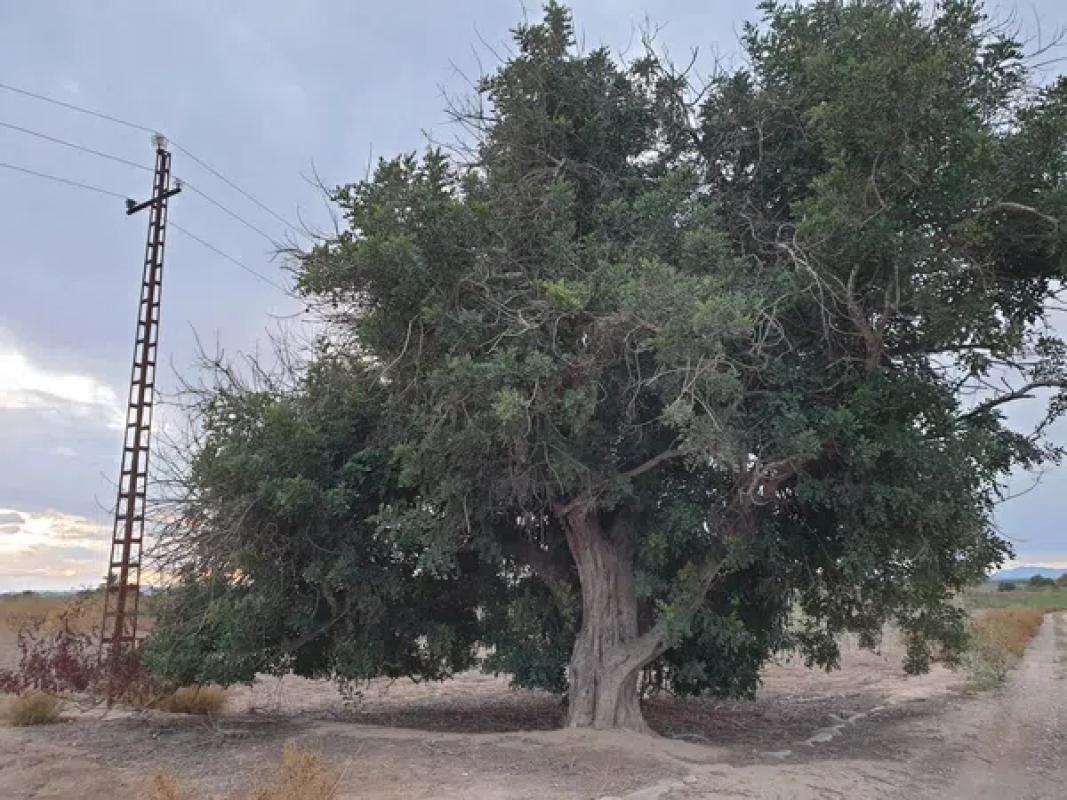 Terreno en venta en Elche / Elx, Alicante photo 1