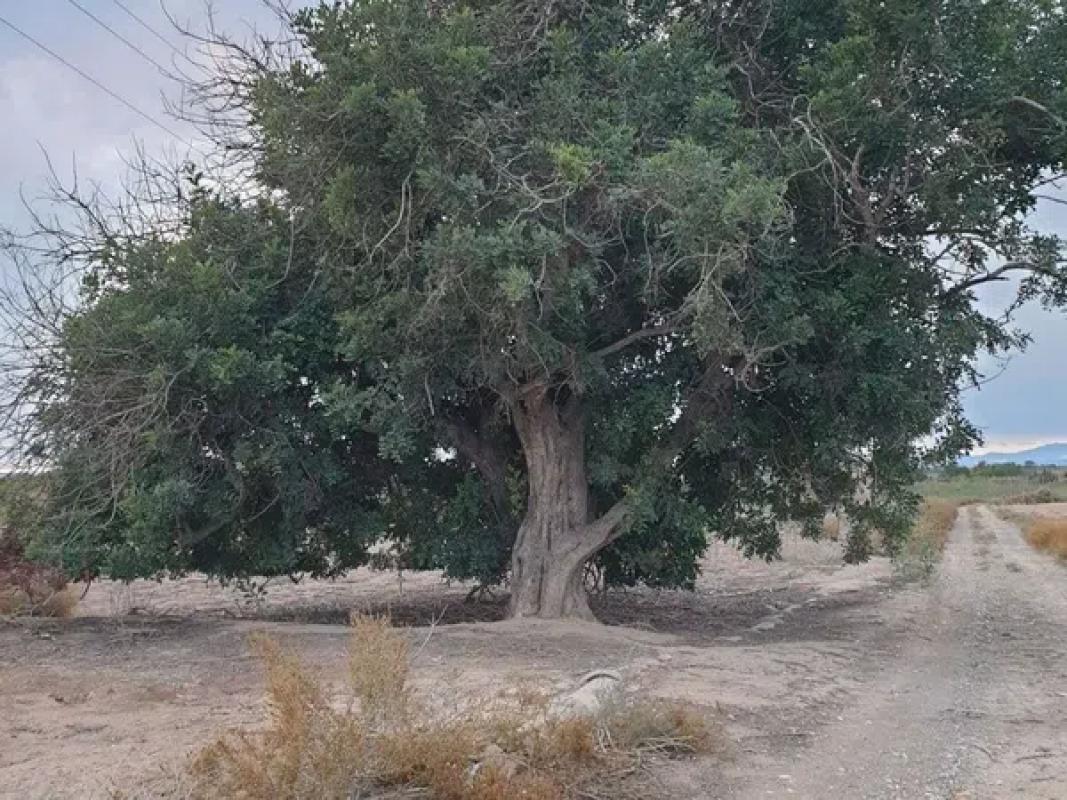 Terreno en venta en Elche / Elx, Alicante photo 3