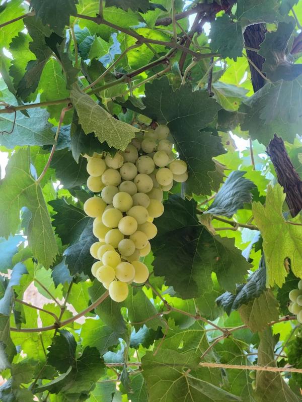 La Perla de Montuiri