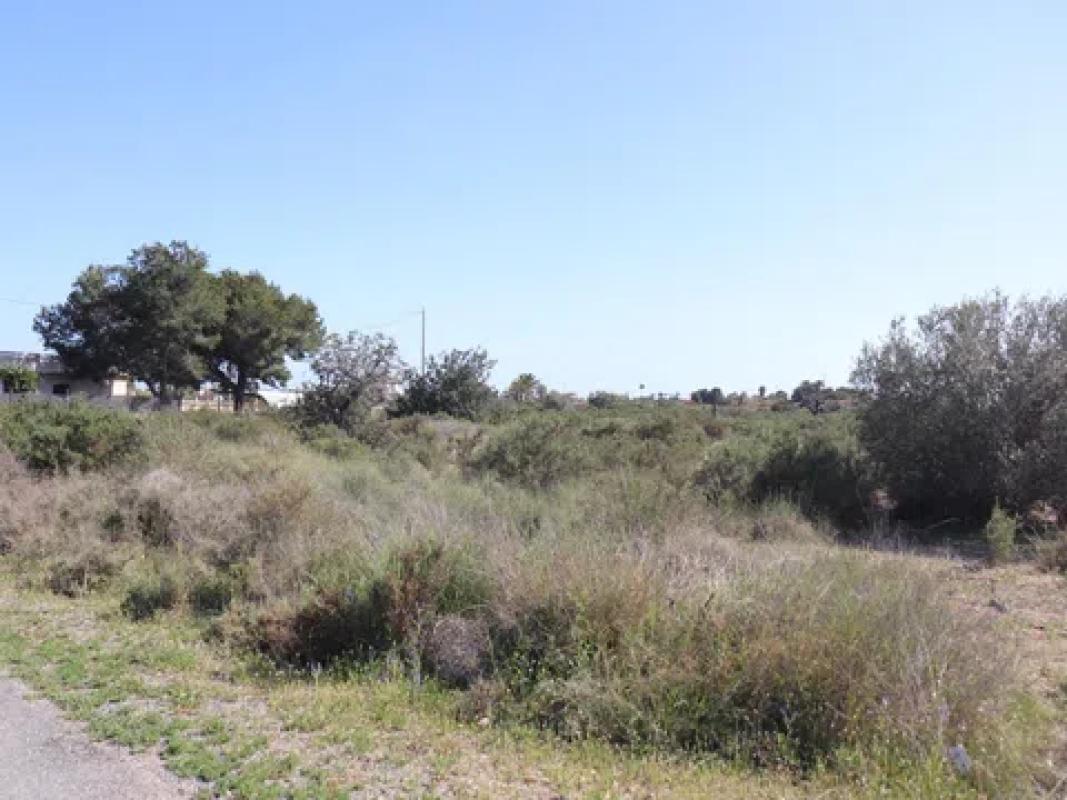 Land for sale in Elche / Elx, Alicante photo 5