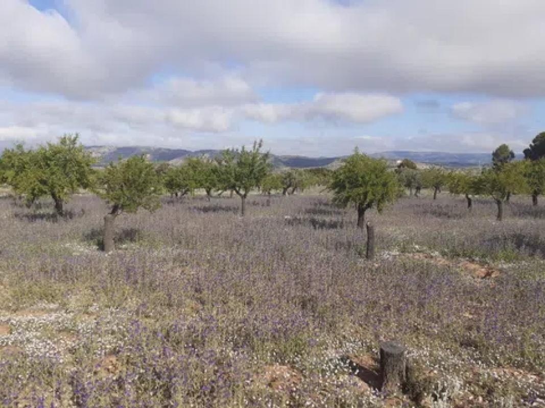 Terreno en venta en Cañada, Alicante photo 1