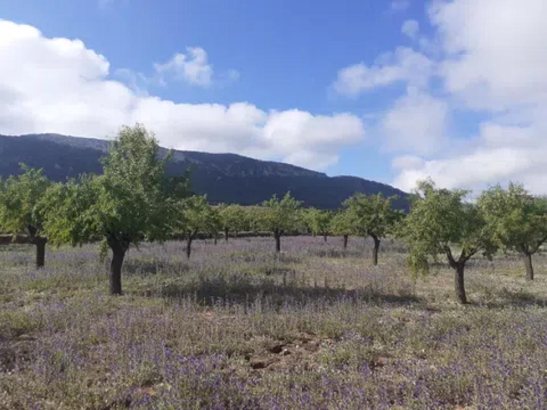 Terreno en venta en Cañada, Alicante photo 2