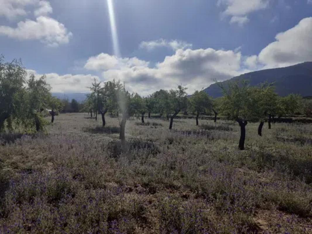 Terreno en venta en Cañada, Alicante photo 3