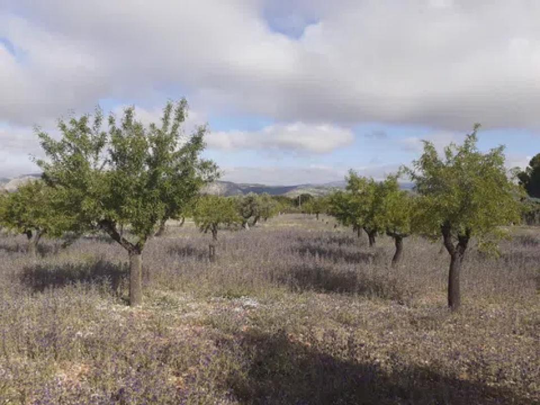 Terreno en venta en Cañada, Alicante photo 4