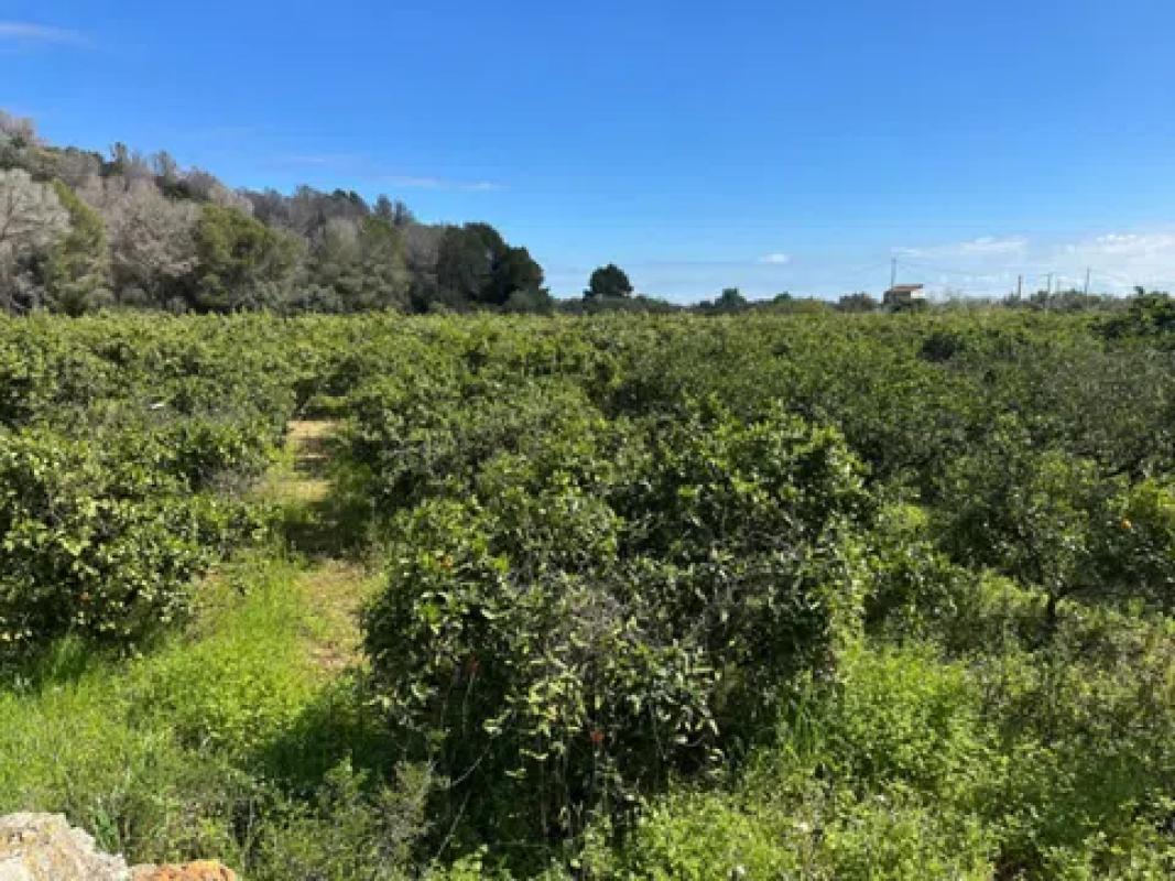 Terreno en venta en Pego, Alicante photo 2
