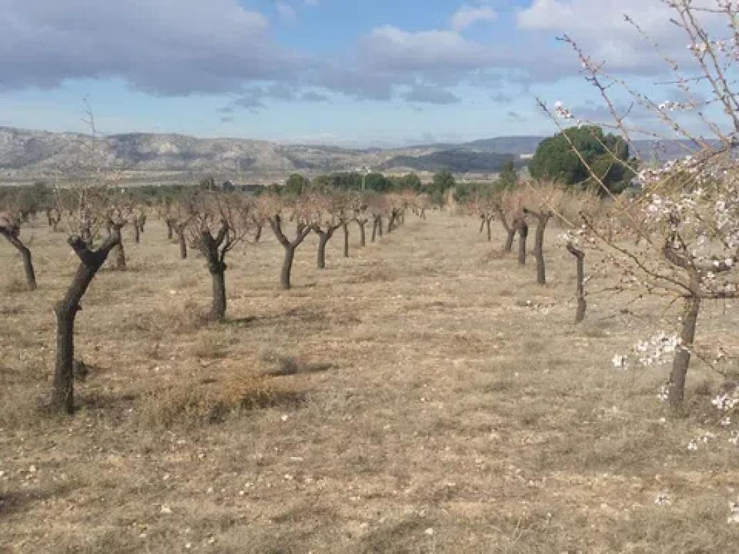 Terreno en venta en Cañada, Alicante photo 5