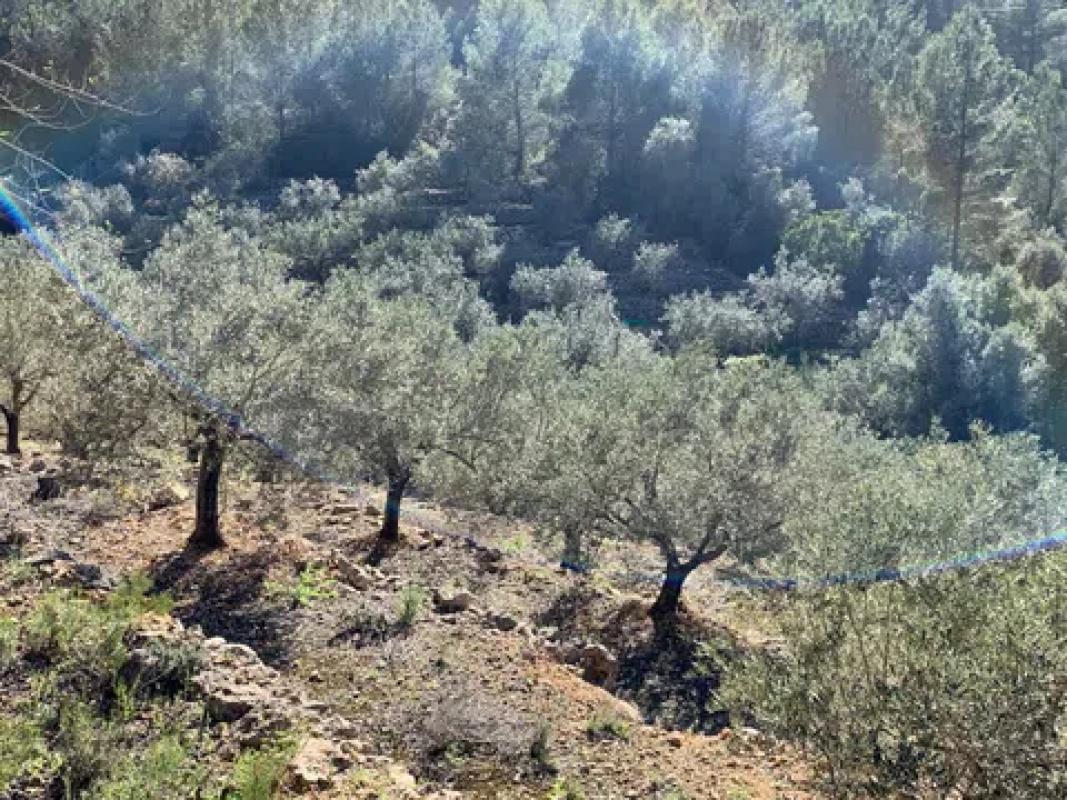 Land for sale in Gata de Gorgos, Alicante photo 3