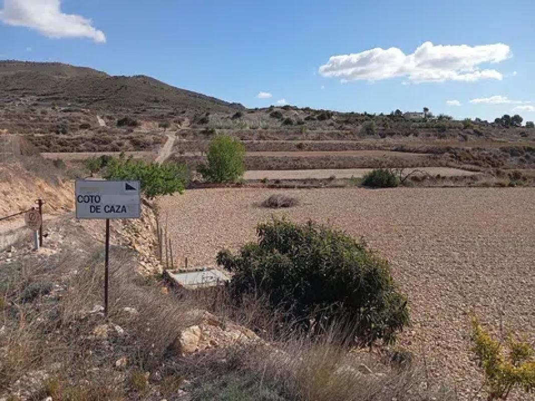 Land for sale in Novelda, Alicante photo 1