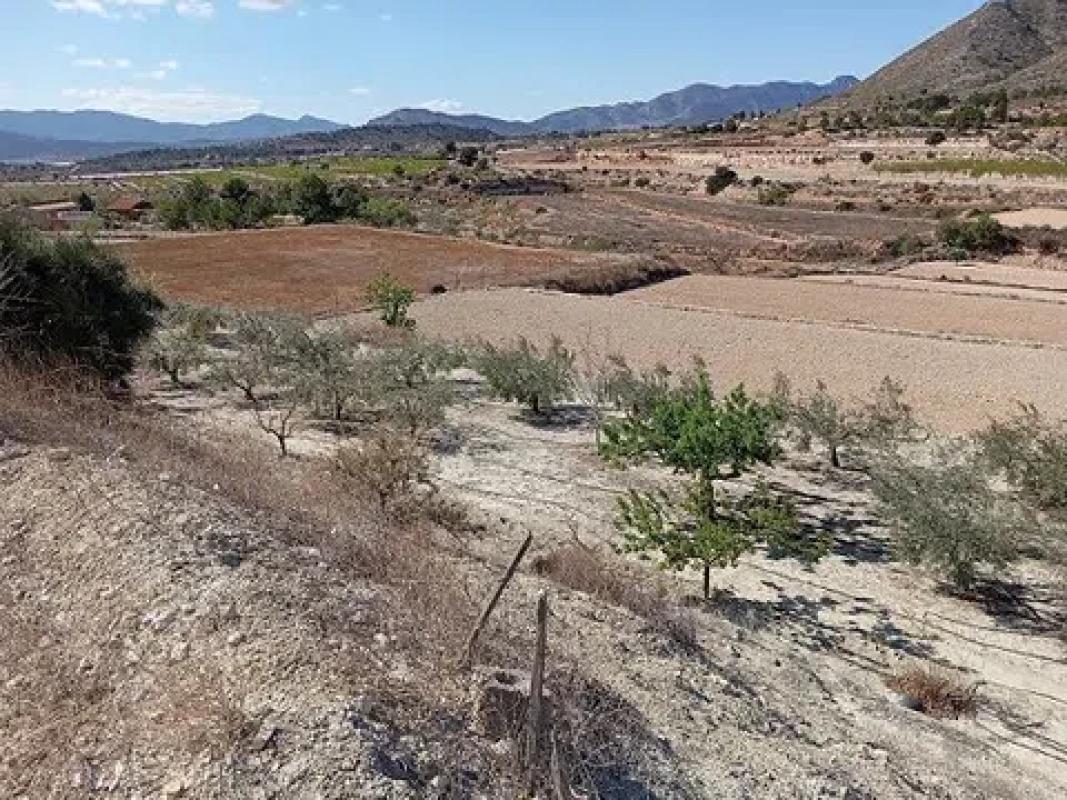 Land for sale in Novelda, Alicante photo 2