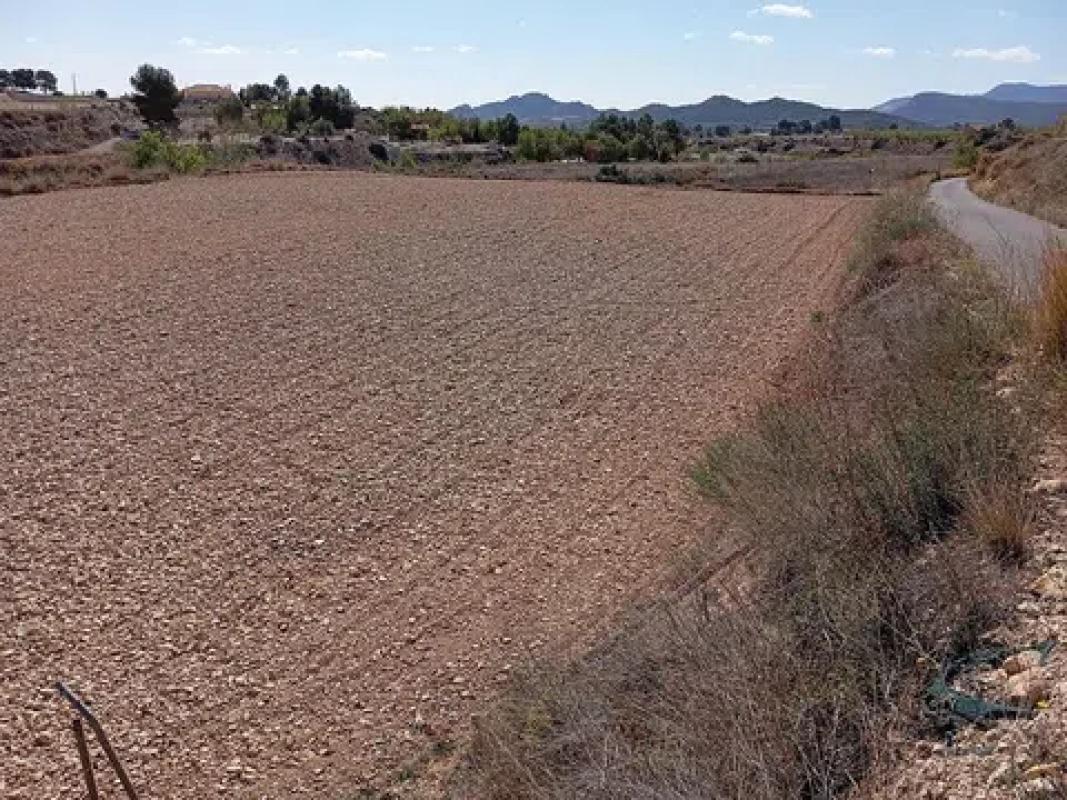 Land for sale in Novelda, Alicante photo 3