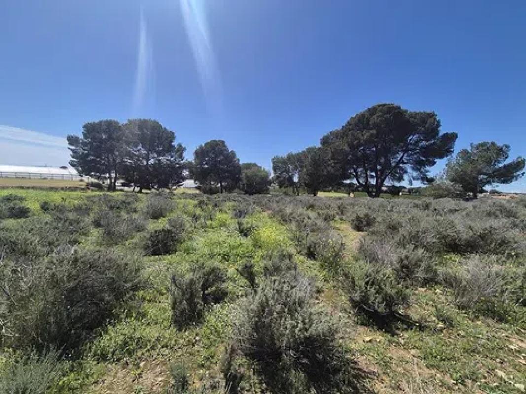 Terreno en venta en Pilar de la Horadada, Alicante photo 2