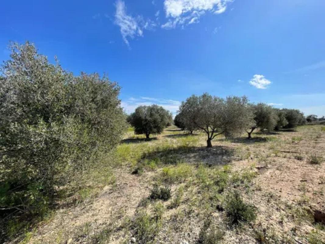 Terreno en venta en Elche / Elx, Alicante photo 1