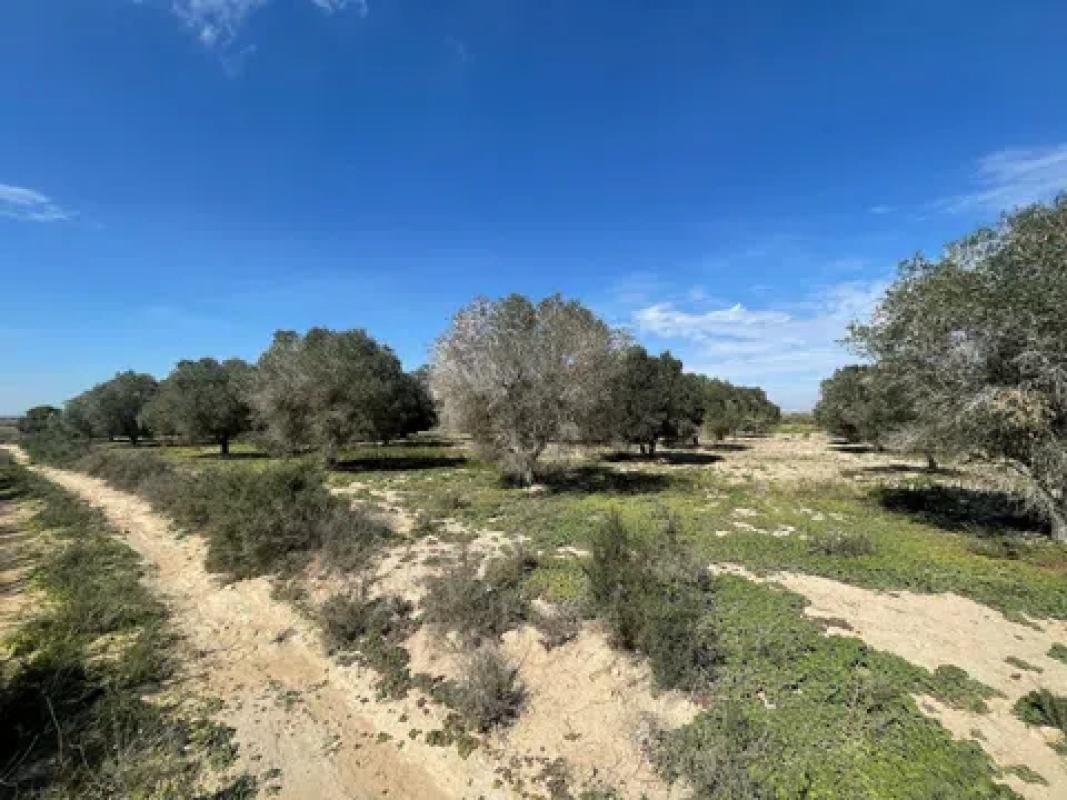 Terreno en venta en Elche / Elx, Alicante photo 2