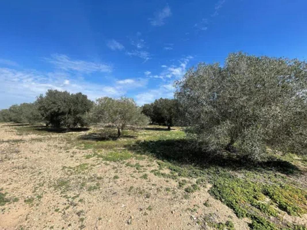 Terreno en venta en Elche / Elx, Alicante photo 3