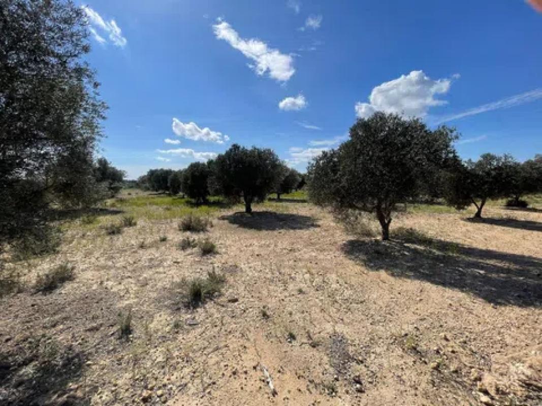 Terreno en venta en Elche / Elx, Alicante photo 4
