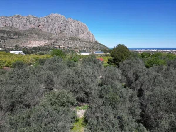 Terreno en Ondara photo 3