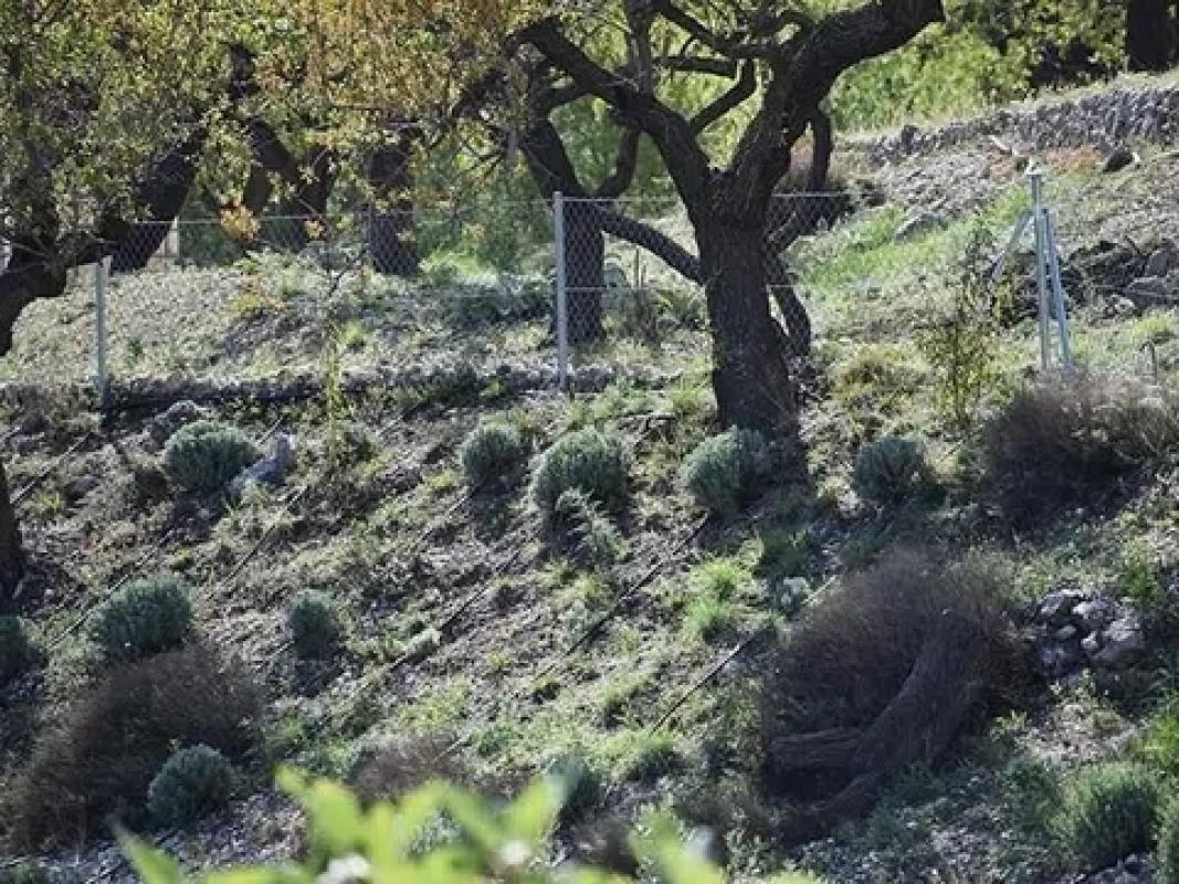 Działka na sprzedaż w Benifato, Alicante photo 3