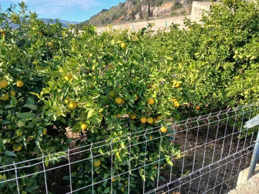Terreno en venta en Adsubia, Alicante photo 1