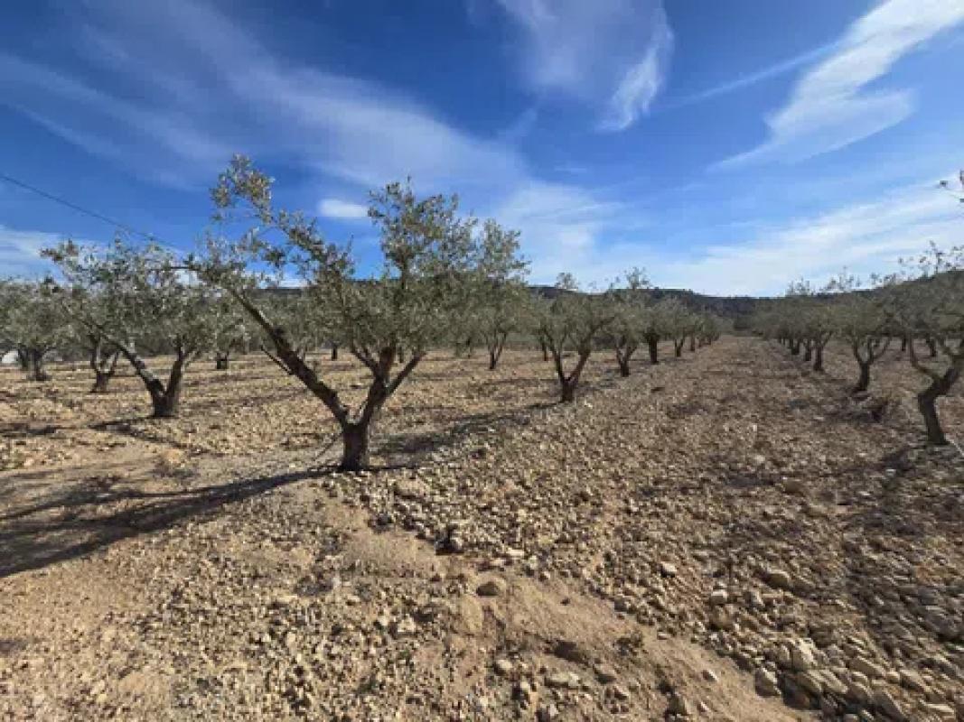 Land for sale in Hondón de las Nieves, Alicante photo 1