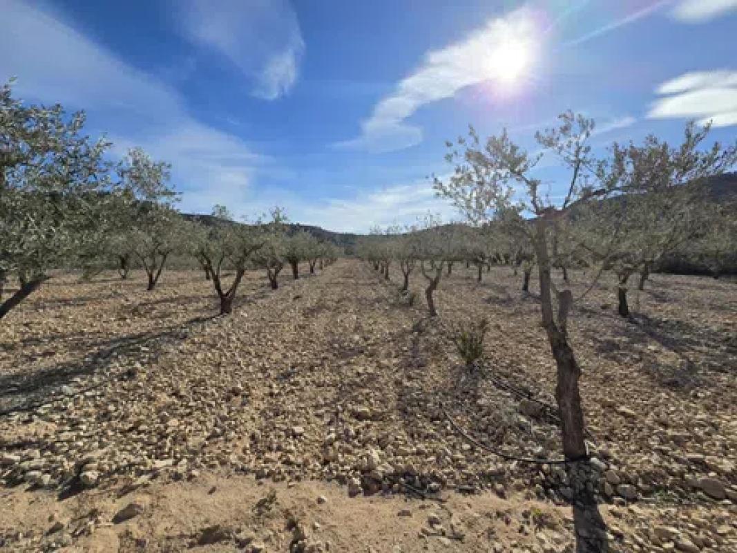 Land for sale in Hondón de las Nieves, Alicante photo 2