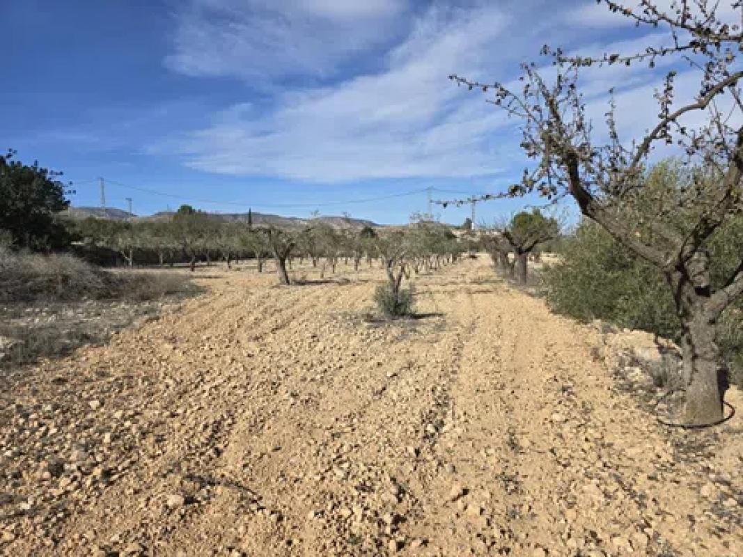 Land for sale in Hondón de las Nieves, Alicante photo 3