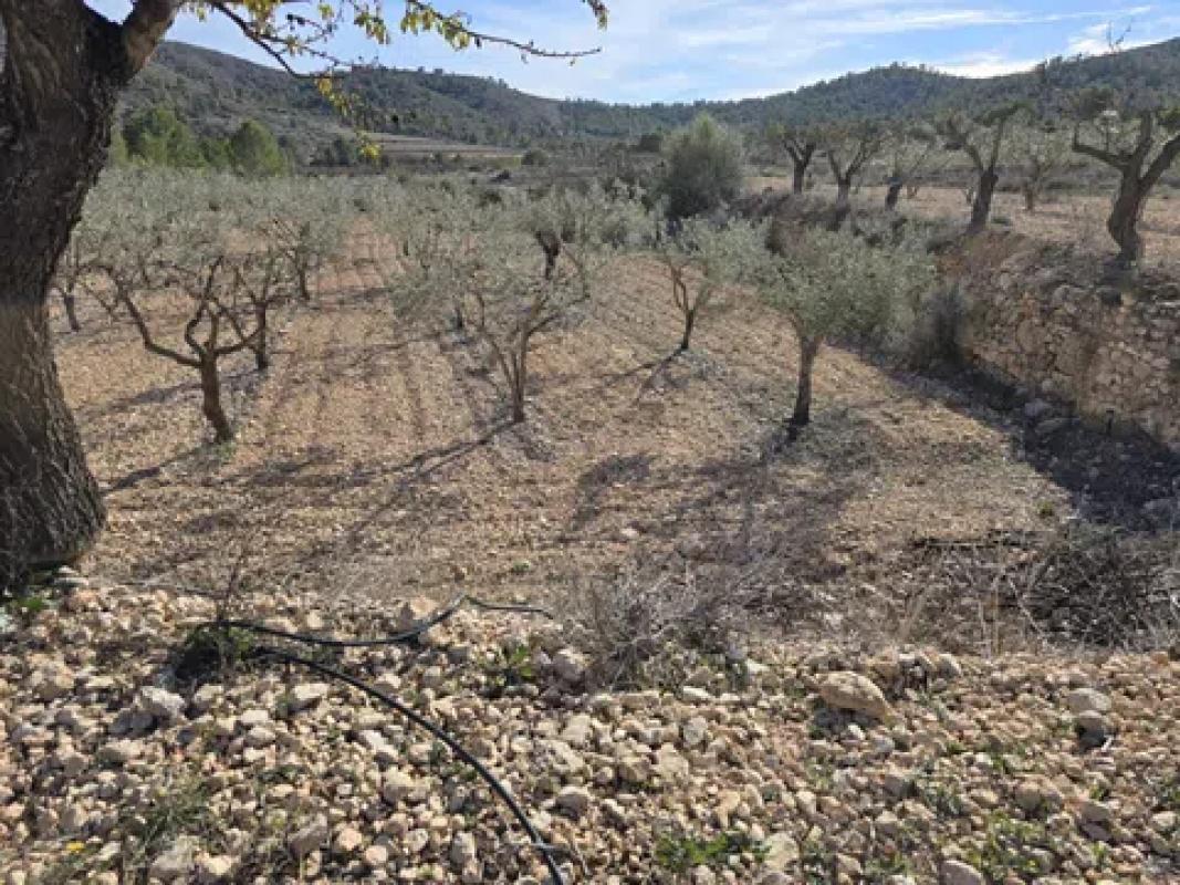 Land for sale in Hondón de las Nieves, Alicante photo 4
