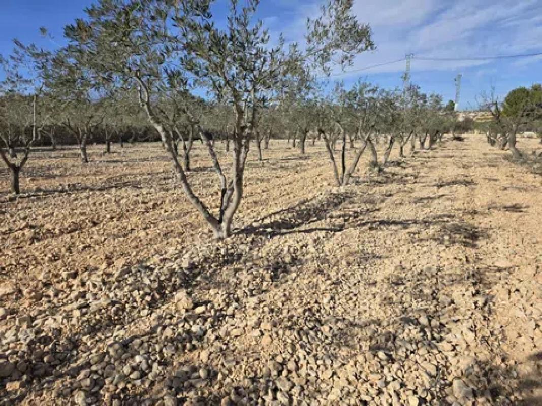 Land for sale in Hondón de las Nieves, Alicante photo 5