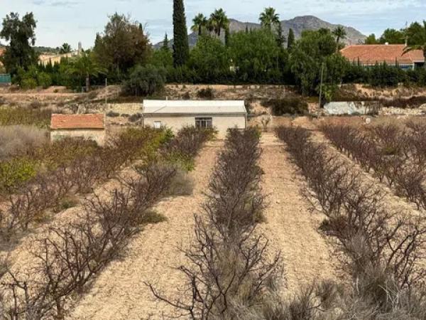Terreno en Monovar photo 4
