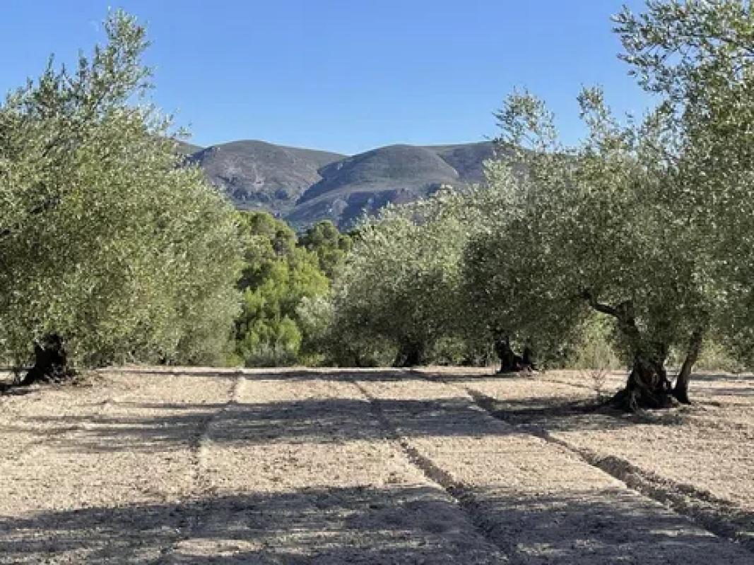 Terreno en venta en Planes, Alicante photo 5