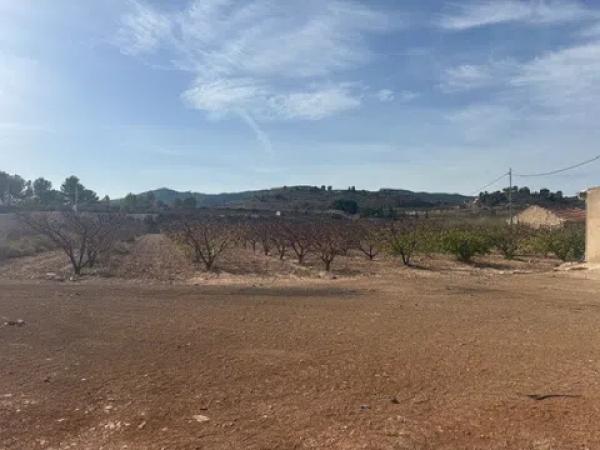 Terreno en Monovar photo 4