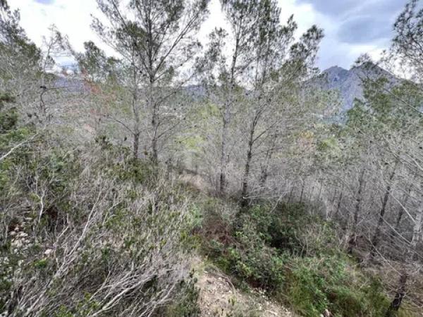 Terreno en Callosa d'En Sarria photo 4