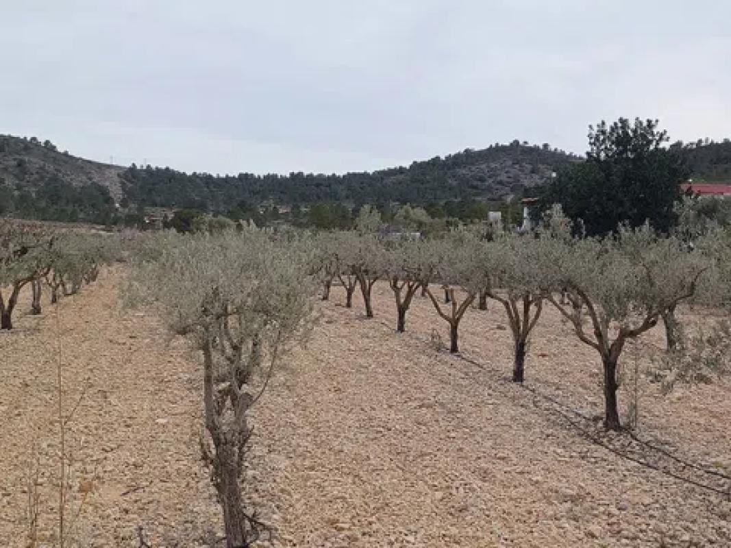Land for sale in La Romana, Alicante photo 3